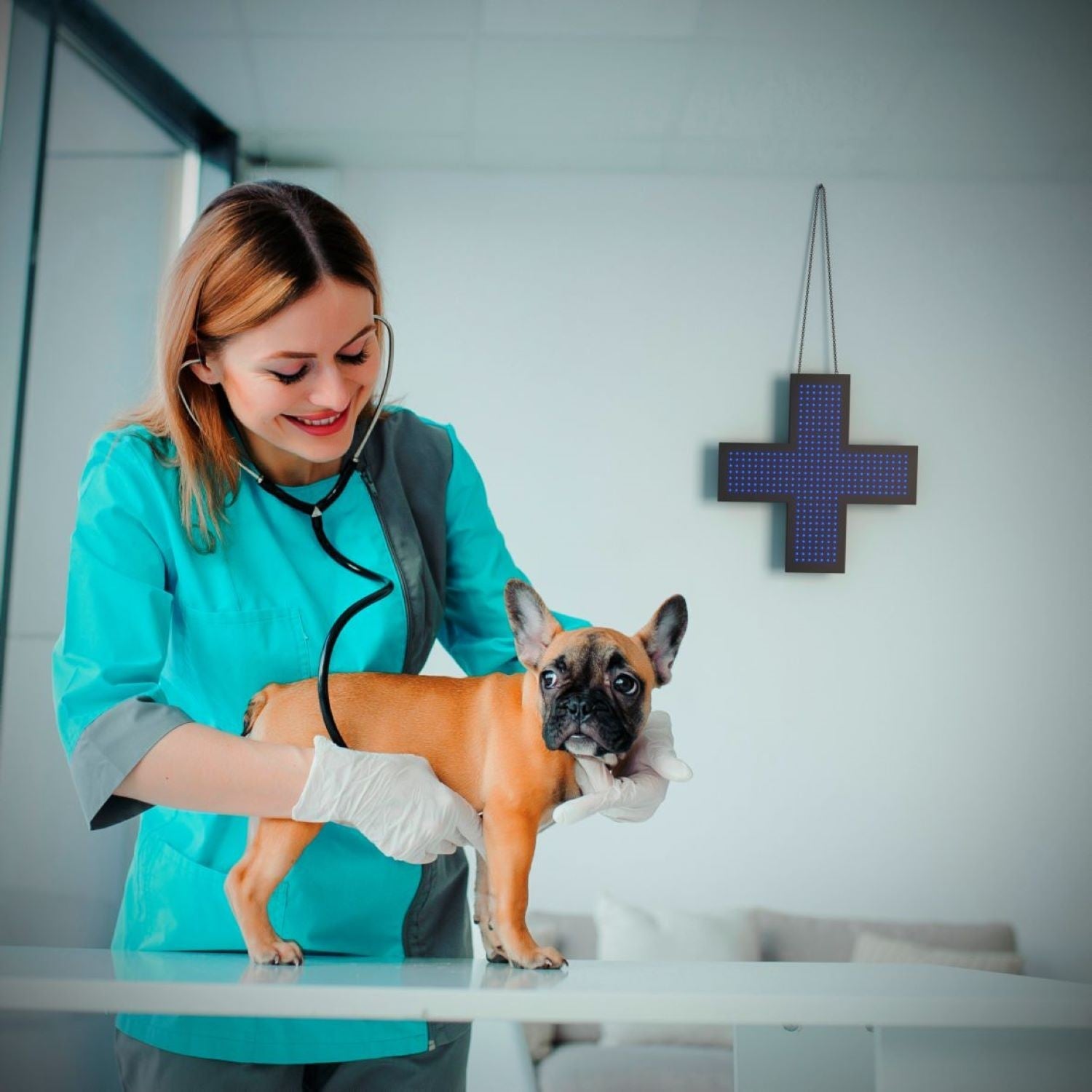 Cruz de veterinaria LED monocolor azul - 60x60cm - Una cara - IP20