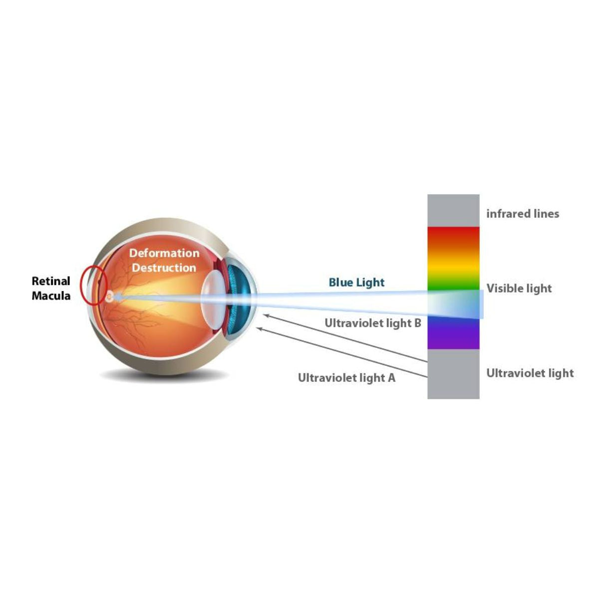 Bombilla LED GU10 6W Full Spectrum "SUNLIKE" - Cristal - 500lm - CRI90 - PAR16 - 36°